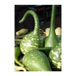 Courge Calebasse Col De Cygne - 3g