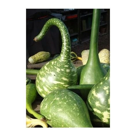 Courge Calebasse Col De Cygne - 3g 3 Courge Calebasse Col De Cygne - 3g