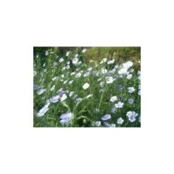 Lin Vivace Bleu - 2g