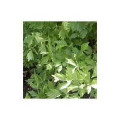 Ache De Montagne, Céleri Perpétuel - 0,5g