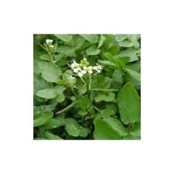 Cresson De Fontaine à Large Feuille - 2g