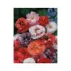 Coquelicot Double Varié - 1,5g 2 Coquelicot Double Varié - 1,5g -Pas Cher Flore Calme Magasin 19044532 1