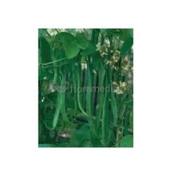 Haricot à Rames Plat Planeta - - 70g