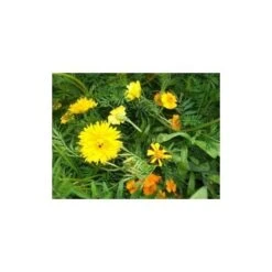 Mélange écologique De Graines De Fleurs Répulsifs Nématodes - 10g