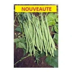 Haricot à Rames Mangetout MONTE CRISTO - 50g