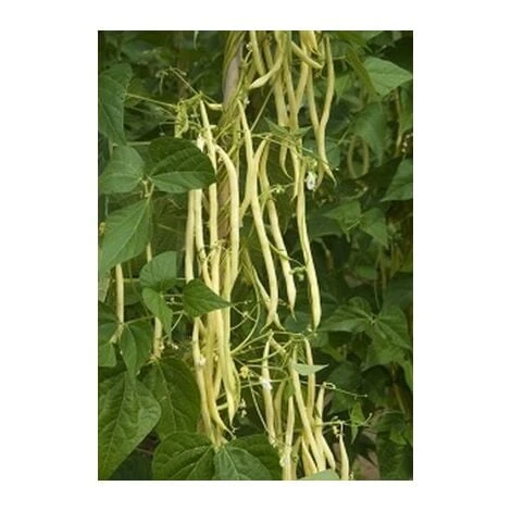 Haricot à Rames Mangetout MONTE GUSTO - 50g 3 Haricot à Rames Mangetout MONTE GUSTO - 50g