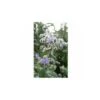 Bourrache Officinale - 2g -Pas Cher Flore Calme Magasin 19044660 1