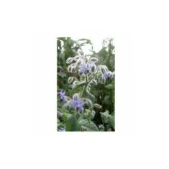 Bourrache Officinale - 2g