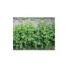 Petite Pimprenelle ( Sanguisorba Minor ) - 1g -Pas Cher Flore Calme Magasin 19044664 1