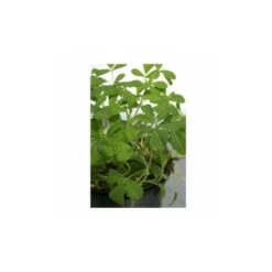 Fenugrec ( Trigonella Foenum-graecum) - 1g