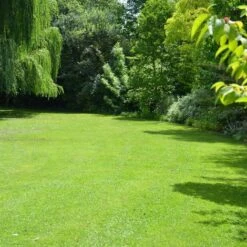 Gazon Professionnel Esthétique Et Résistant. 300 M² -Pas Cher Flore Calme Magasin 2403916 5
