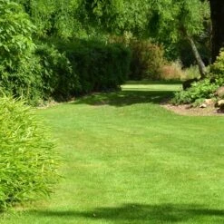 Gazon Professionnel Résistant à La Chaleur Et à La Sécheresse. 250 M² -Pas Cher Flore Calme Magasin 2403917 5