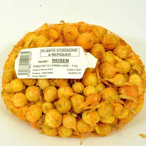 Oignon Jaune Stuttgarter Riesen. Bulbes à Planter - Filet 1 Kg 4 Oignon Jaune Stuttgarter Riesen. Bulbes à Planter - Filet 1 Kg – Image 2