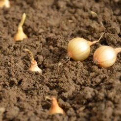 Oignon Jaune Stuttgarter Riesen. Bulbes à Planter - Filet 1 Kg 9 Oignon Jaune Stuttgarter Riesen. Bulbes à Planter - Filet 1 Kg -Pas Cher Flore Calme Magasin 27324753 4