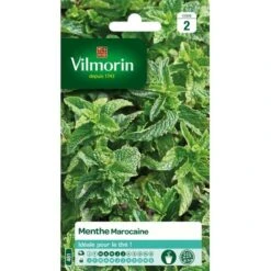 Vilmorin - Menthe Marocaine Vl 2