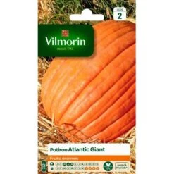 Vilmorin - Potiron Atlantic Giant (fruits énormes)