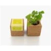 Grow Cube Aimanté Coriandre 2 Grow Cube Aimanté Coriandre -Pas Cher Flore Calme Magasin 28112587 1