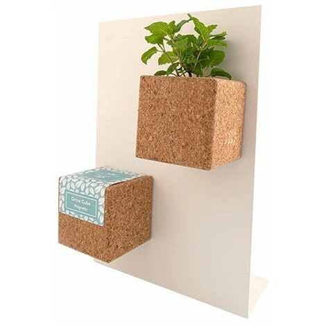 Grow Cube Aimanté Coriandre 4 Grow Cube Aimanté Coriandre – Image 2