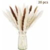 LangRay Lot Séché Naturel D'herbe De Pampa Sèche Pour La Décoration Intérieure 20 Pièces (blanc + Marron) -Pas Cher Flore Calme Magasin 29079601 1