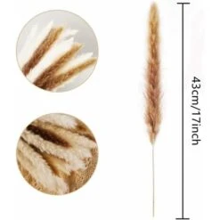 LangRay Lot Séché Naturel D'herbe De Pampa Sèche Pour La Décoration Intérieure 20 Pièces (blanc + Marron) 11 LangRay Lot Séché Naturel D'herbe De Pampa Sèche Pour La Décoration Intérieure 20 Pièces (blanc + Marron) -Pas Cher Flore Calme Magasin 29079601 5