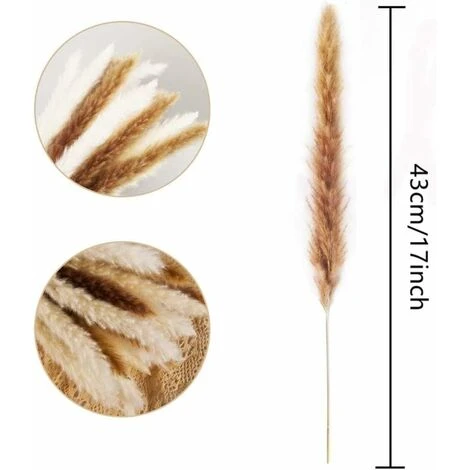 LangRay Lot Séché Naturel D'herbe De Pampa Sèche Pour La Décoration Intérieure 20 Pièces (blanc + Marron) 7 LangRay Lot Séché Naturel D'herbe De Pampa Sèche Pour La Décoration Intérieure 20 Pièces (blanc + Marron) – Image 5