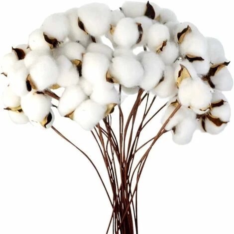 LITZEE Branche De Coton Tige Naturelle Ferme Fleurs Séchées Branches De Coton Plante De Coton Fleurs Séchées Artificielles (20 Pièces) 3 LITZEE Branche De Coton Tige Naturelle Ferme Fleurs Séchées Branches De Coton Plante De Coton Fleurs Séchées Artificielles (20 Pièces)