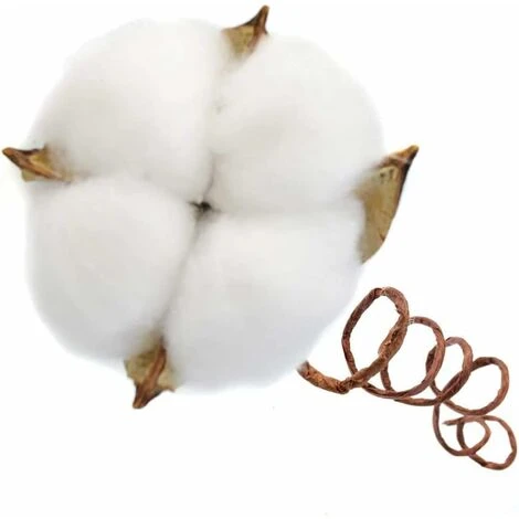 LITZEE Branche De Coton Tige Naturelle Ferme Fleurs Séchées Branches De Coton Plante De Coton Fleurs Séchées Artificielles (20 Pièces) 5 LITZEE Branche De Coton Tige Naturelle Ferme Fleurs Séchées Branches De Coton Plante De Coton Fleurs Séchées Artificielles (20 Pièces) – Image 3