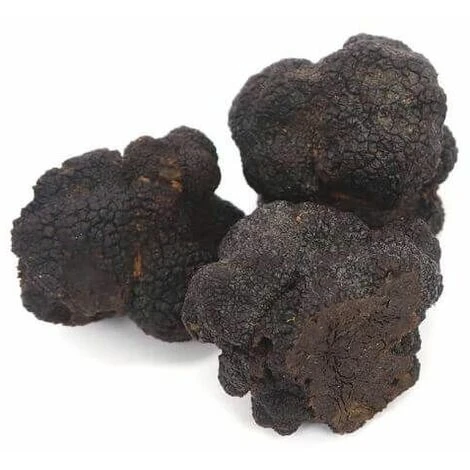 Charme Melanosporum (Carpinus Betulus) - 4 Charme Melanosporum (Carpinus Betulus) - – Image 2