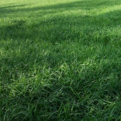 Ray-grass Italien 20 Kg Tétrapl. Lolium Multiflorum Graminées Fourragères, Foin, Ensilage