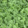 Vesce D’été (Vicia Sativa) 25 Kg Vesce Fourragère Vesce De Semence Production Fourragère