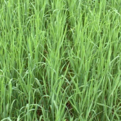 Avoine Rude (Avena Strigosa) / Avoine Maigre 25 Kg