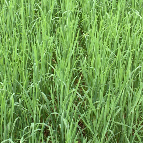 Avoine Rude (Avena Strigosa) / Avoine Maigre 25 Kg 3 Avoine Rude (Avena Strigosa) / Avoine Maigre 25 Kg