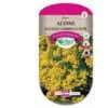 Alysse Saxatile Corbeille D'or -Pas Cher Flore Calme Magasin 32535763 1