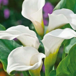 Pas Cher Flore Calme Magasin -Pas Cher Flore Calme Magasin 52047383 2