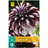 1 DAHLIA TARTAN. . Marque : Jub. Réf. : 101350 2 1 DAHLIA TARTAN. . Marque : Jub. Réf. : 101350 -Pas Cher Flore Calme Magasin 52047485 1