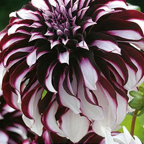 1 DAHLIA TARTAN. . Marque : Jub. Réf. : 101350 4 1 DAHLIA TARTAN. . Marque : Jub. Réf. : 101350 – Image 2