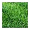 RAYGRASS ANGLAIS VESUVE 1 KG -Pas Cher Flore Calme Magasin 52853513 1