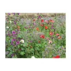 FLEURS SPECIAL OMBRE