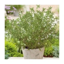 SARRIETTE ANNUELLE - 2 G