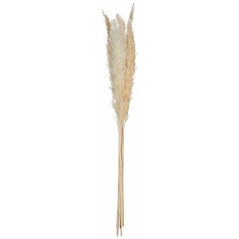 Pampas Séchées Naturelles H65cm, Set De 6pcs - SILUMEN 3 Pampas Séchées Naturelles H65cm, Set De 6pcs - SILUMEN