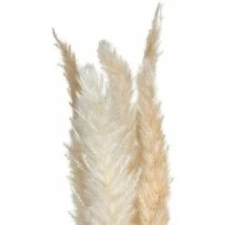 Pampas Séchées Naturelles H65cm, Set De 6pcs - SILUMEN 11 Pampas Séchées Naturelles H65cm, Set De 6pcs - SILUMEN -Pas Cher Flore Calme Magasin 56328426 5