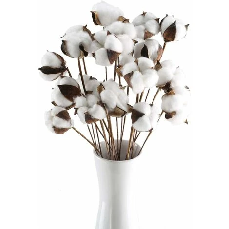 20 Pièces Branche De Coton Coton Naturel Fleurs Séchées Branches De Coton Fleurs Artificielles Fleurs Artificielles Décoratives Fleurs Séchées Pour Vases Fêtes De Mariage Cafés Décoration De Chambre B 5 20 Pièces Branche De Coton Coton Naturel Fleurs Séchées Branches De Coton Fleurs Artificielles Fleurs Artificielles Décoratives Fleurs Séchées Pour Vases Fêtes De Mariage Cafés Décoration De Chambre B – Image 3