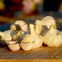 Ail Rose Variété Flavor. Bulbes à Planter - Filet 500 G -Pas Cher Flore Calme Magasin 61716982 4