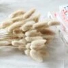 Naturellement Séché Lagurus Ovatus 90 Pcs Séché Queues De Lapin Pampa Pour Arrangements De Fleurs De Mariage Décor à La Maison -Pas Cher Flore Calme Magasin 71978673 1