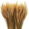Lot De 300 Tiges De 40,6 Cm De Gerbes De Blé Séchées, Lot De Tiges De Blé Naturelles Pour Bricolage, Table à La Maison, Mariage.