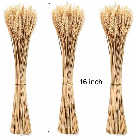 Lot De 300 Tiges De 40,6 Cm De Gerbes De Blé Séchées, Lot De Tiges De Blé Naturelles Pour Bricolage, Table à La Maison, Mariage. 4 Lot De 300 Tiges De 40,6 Cm De Gerbes De Blé Séchées, Lot De Tiges De Blé Naturelles Pour Bricolage, Table à La Maison, Mariage. – Image 2