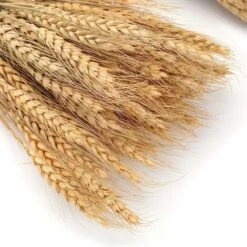 Lot De 300 Tiges De 40,6 Cm De Gerbes De Blé Séchées, Lot De Tiges De Blé Naturelles Pour Bricolage, Table à La Maison, Mariage. 9 Lot De 300 Tiges De 40,6 Cm De Gerbes De Blé Séchées, Lot De Tiges De Blé Naturelles Pour Bricolage, Table à La Maison, Mariage. -Pas Cher Flore Calme Magasin 76529424 3