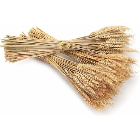 Lot De 300 Tiges De 40,6 Cm De Gerbes De Blé Séchées, Lot De Tiges De Blé Naturelles Pour Bricolage, Table à La Maison, Mariage. 6 Lot De 300 Tiges De 40,6 Cm De Gerbes De Blé Séchées, Lot De Tiges De Blé Naturelles Pour Bricolage, Table à La Maison, Mariage. – Image 4
