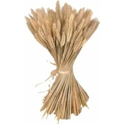 Lot De 300 Tiges De 40,6 Cm De Gerbes De Blé Séchées, Lot De Tiges De Blé Naturelles Pour Bricolage, Table à La Maison, Mariage. 11 Lot De 300 Tiges De 40,6 Cm De Gerbes De Blé Séchées, Lot De Tiges De Blé Naturelles Pour Bricolage, Table à La Maison, Mariage. -Pas Cher Flore Calme Magasin 76529424 5