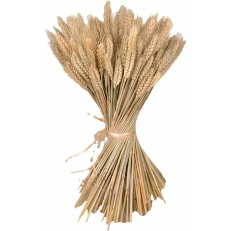 Lot De 300 Tiges De 40,6 Cm De Gerbes De Blé Séchées, Lot De Tiges De Blé Naturelles Pour Bricolage, Table à La Maison, Mariage. 7 Lot De 300 Tiges De 40,6 Cm De Gerbes De Blé Séchées, Lot De Tiges De Blé Naturelles Pour Bricolage, Table à La Maison, Mariage. – Image 5